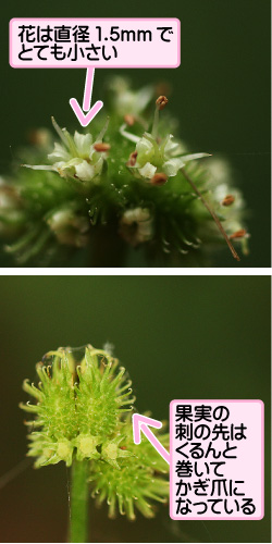 ウマノミツバの画像その2。花は直径1.5ミリメートルでとても小さい。果実の刺の先はくるんと巻いてかぎ爪になっている。