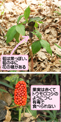 ムラサキマムシグサの画像その1。苞は黒っぽい。苞の中に花の穂がある。果実は赤くてトウモロコシのようにつく。有毒で食べられない。