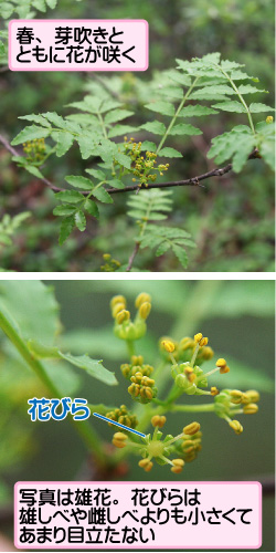 サンショウの画像その1。春、芽吹きとともに花が咲く。写真は雄花。花びらは雄しべや雌しべよりも小さくてあまり目立たない。