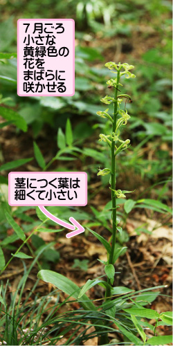 オオバノトンボソウの画像その1。7月ごろ小さな黄緑色の花をまばらに咲かせる。茎につく葉は細くて小さい。