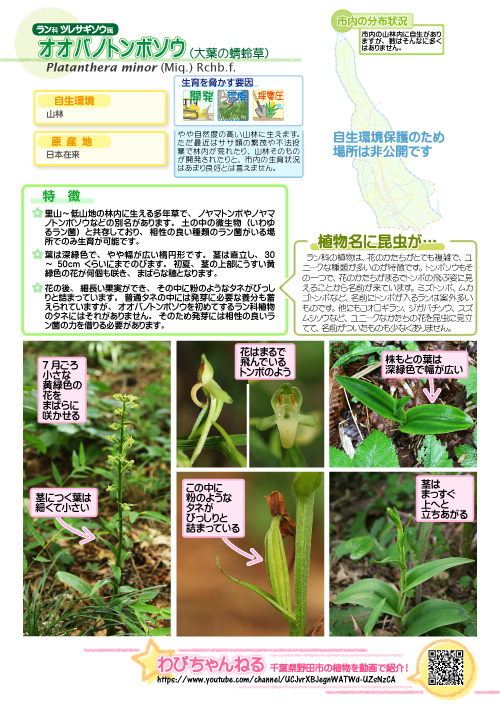 オオバノトンボソウの図鑑