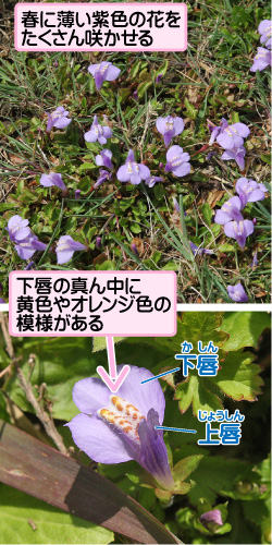 サギゴケの画像その1。春に薄い紫色の花をたくさん咲かせる。下唇の真ん中に黄色やオレンジ色の模様がある。