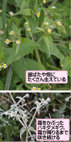 ハキダメギク 掃溜菊 キク科コゴメギク属 野田市ホームページ