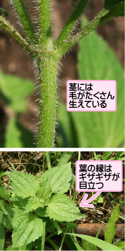 ハキダメギク 掃溜菊 キク科コゴメギク属 野田市ホームページ