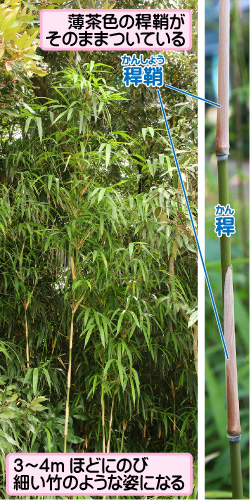メダケの画像その1。薄茶色の稈鞘がそのままついている。稈鞘。稈。3メートルから4メートルほどにのび細い竹のような姿になる。