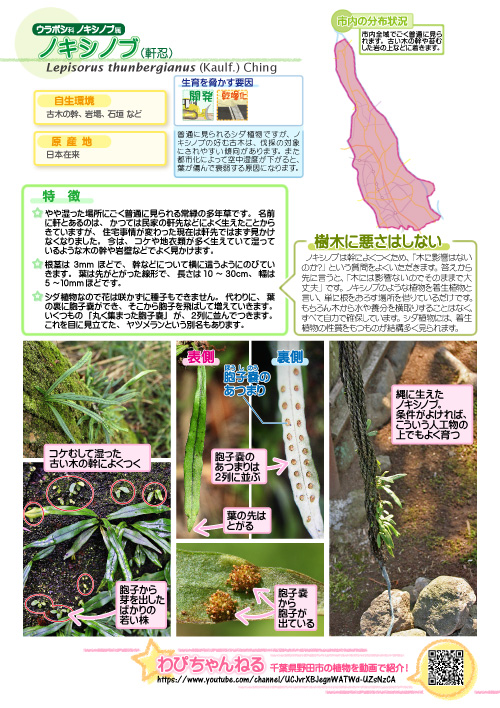 ノキシノブの図鑑