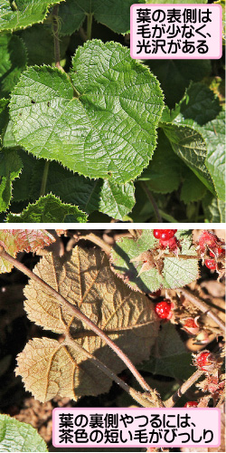 フユイチゴの画像その3。葉の表側は毛が少なく、光沢がある。葉の裏側やつるには、茶色の短い毛がびっしり。