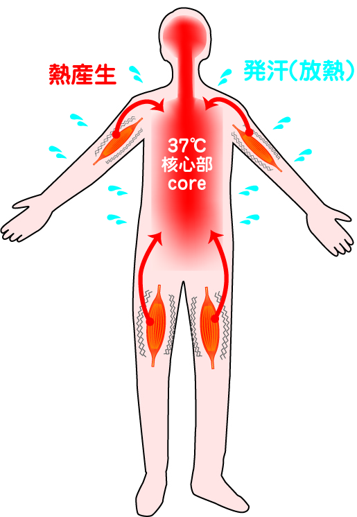 体温 運動 上がる すると