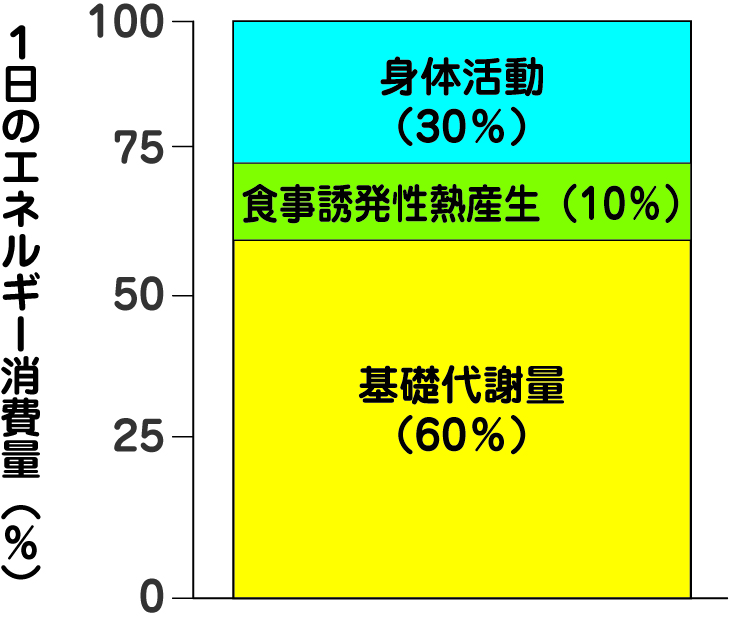 基礎代謝のグラフ