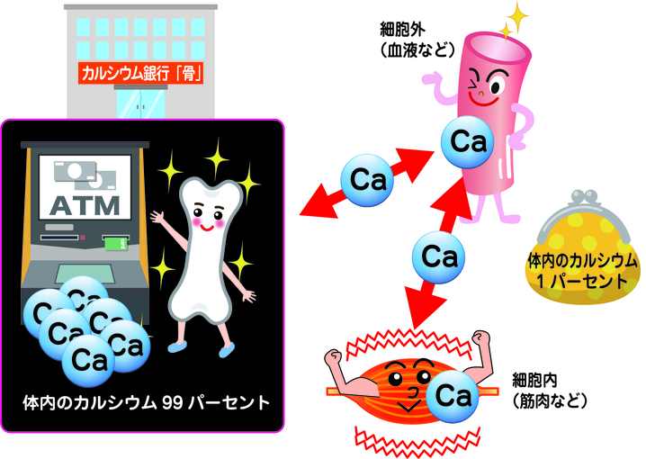 骨はカルシウム銀行の図