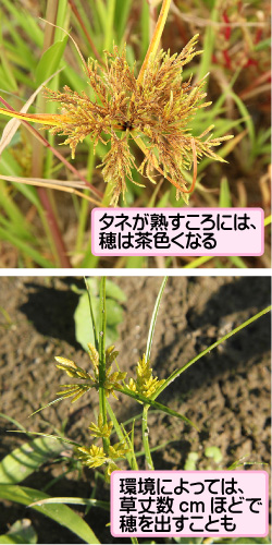 コゴメガヤツリの画像その3。タネが熟すころには、穂は茶色くなる。環境によっては、草丈数センチメートルほどで穂を出すことも。