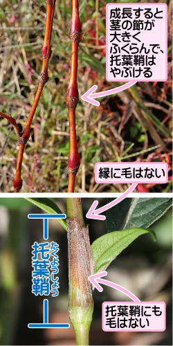 オオイヌタデの画像その3。成長すると茎の節が大きくふくらんで、托葉鞘はやぶける。托葉鞘。縁に毛はない。托葉鞘にも毛はない。