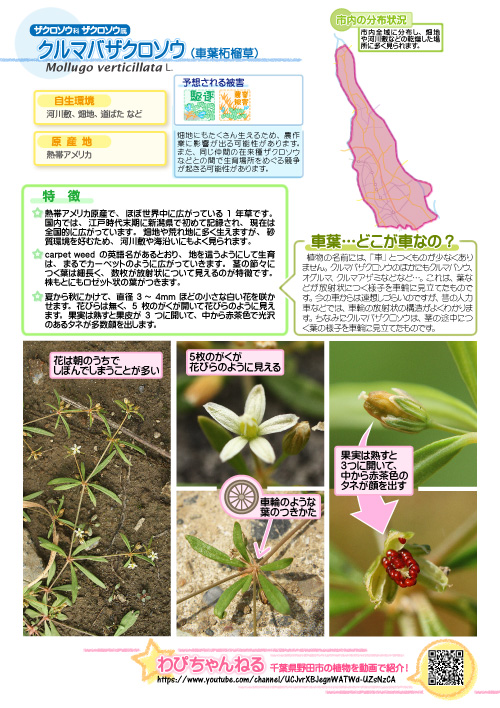 クルマバザクロソウの図鑑