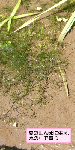 イトトリゲモの画像その1。夏の田んぼに生え、水の中で育つ。