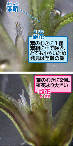 イトトリゲモの画像その3。葉鞘。雄花。葉のわきに1個。葉鞘に中で咲き、とても小さいため発見は至難の業。雌花。葉のわきに2個。雄花より大きい。