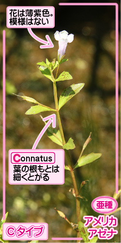 タケトアゼナの画像その3。亜種・アメリカアゼナ。Cタイプ。花は薄紫色。模様はない。Connatus。葉の根もとは細くとがる。