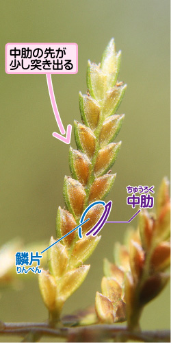 カヤツリグサの画像その2。中肋の先が少し突き出る。中肋。鱗片。