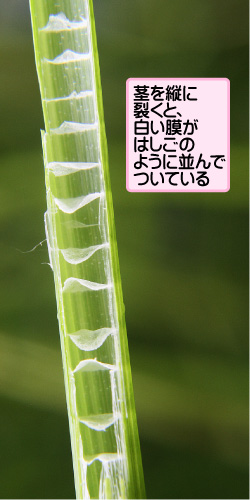 クログワイの画像その3。茎を縦に裂くと、白い膜がはしごのように並んでついている。