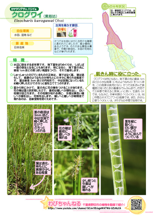 クログワイの図鑑