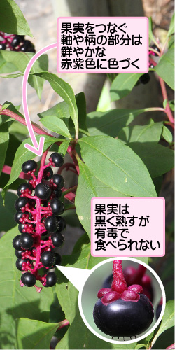 ヨウシュヤマゴボウの画像その2。果実をつなぐ軸や柄の部分は鮮やかな赤紫色に色づく。果実は黒く熟すが有毒で食べられない。