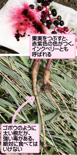 ヨウシュヤマゴボウの画像その3。果実をつぶすと、赤紫色の色がつく。インクベリーとも呼ばれる。ゴボウのように太い根だが、強い毒がある。絶対に食べてはいけない。