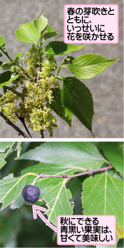 ムクノキの画像その1。春の芽吹きとともに、いっせいに花を咲かせる。秋にできる青黒い果実は、甘くて美味しい。