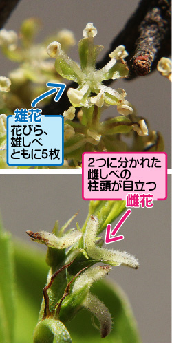 ムクノキの画像その2。雄花。花びら、雄しべともに5枚。雌花。2つに分かれた雌しべの柱頭が目立つ。