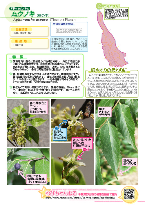 ムクノキの図鑑