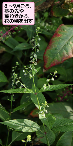 ミズタマソウの画像その1。8月から9月ごろ、茎の先や葉わきから花の穂を出す。