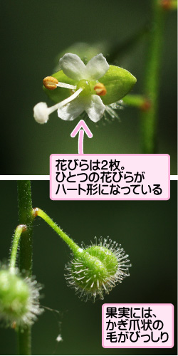 ミズタマソウの画像その2。花びらは2枚。ひとつの花びらがハート形になっている。果実には、かぎ爪状の毛がびっしり。