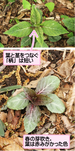 ミズタマソウの画像その3。葉と茎をつなぐ「柄」は短い。春の芽吹き。葉は赤みがかった色。