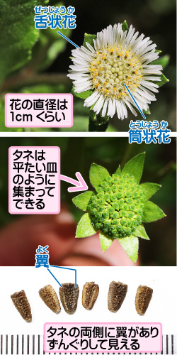 モトタカサブロウの画像その2。舌状花。筒状花。花の直径は1センチメートルくらい。タネは平たい皿のように集まってできる。翼。タネの両側に翼がありずんぐりして見える。