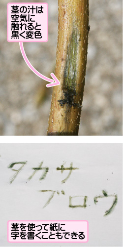 モトタカサブロウの画像その3。茎の汁は空気に触れると黒く変色。茎を使って紙に字を書くこともできる。