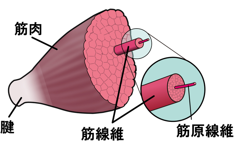 イラストがあります