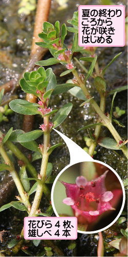 キカシグサの画像その1。夏の終わりごろから花が咲きはじめる。花びら4枚、雄しべ4本。