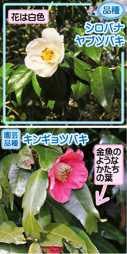 ヤブツバキの画像その3。品種・シロバナヤブツバキ。花は白色。園芸品種・キンギョツバキ。金魚のようなかたちの葉。