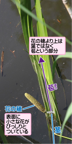 ショウブの画像その1。花の穂より上は葉ではなく苞という部分。苞。茎。花の穂。表面に小さな花がびっしりとついている。