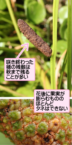 ショウブの画像その2。咲き終わった穂の残骸は秋まで残ることが多い。花後に果実が膨らむもののほとんどタネはできない。