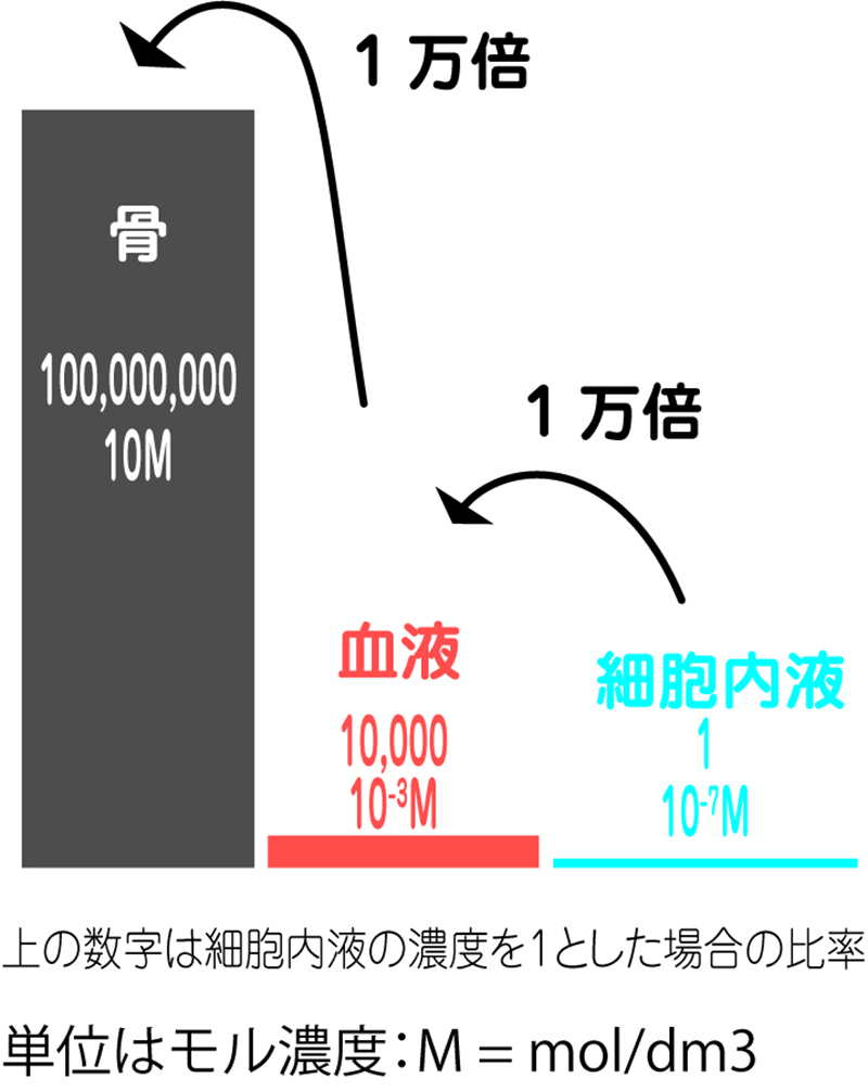 カルシウム濃度の説明があります