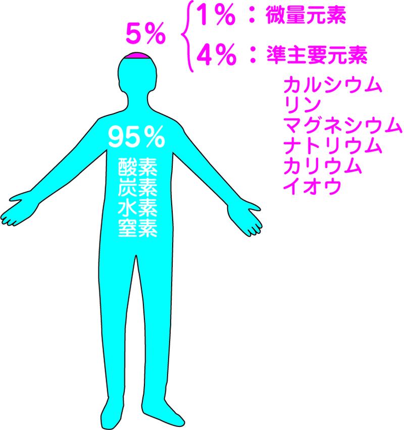 人体の構成の説明があります