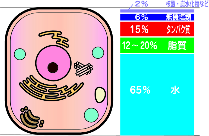 ヒトの細胞の構成成分の説明があります