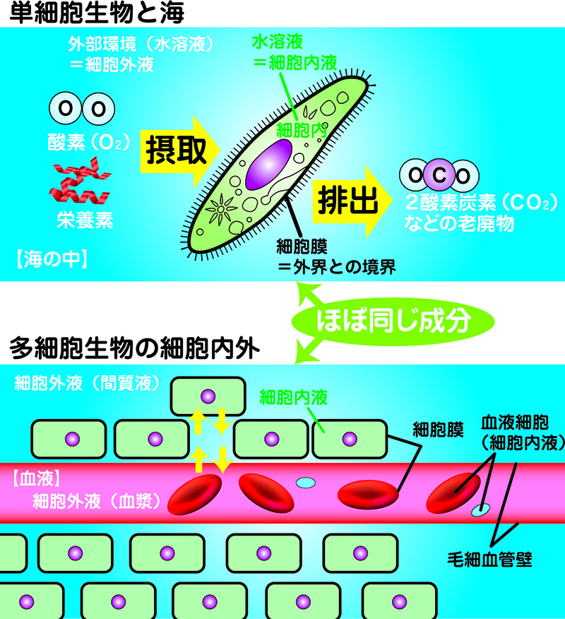 単細胞と多細胞の説明があります