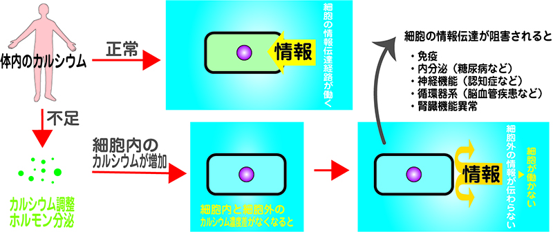 カルシウムの情報伝達の説明があります