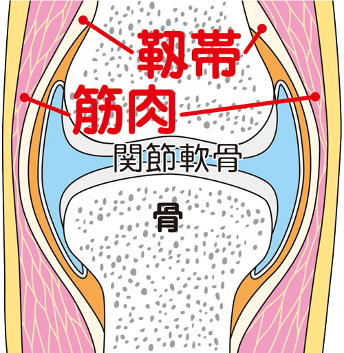 膝関節の図