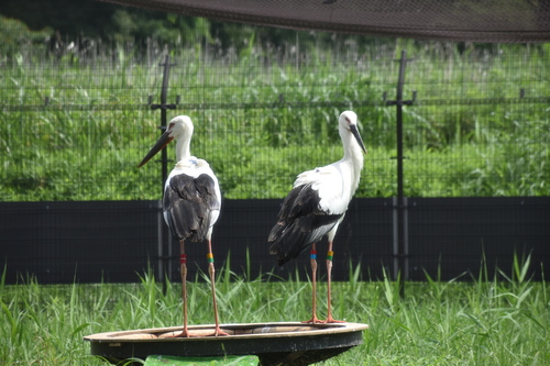 コウノトリ