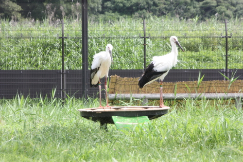 放鳥前の2羽