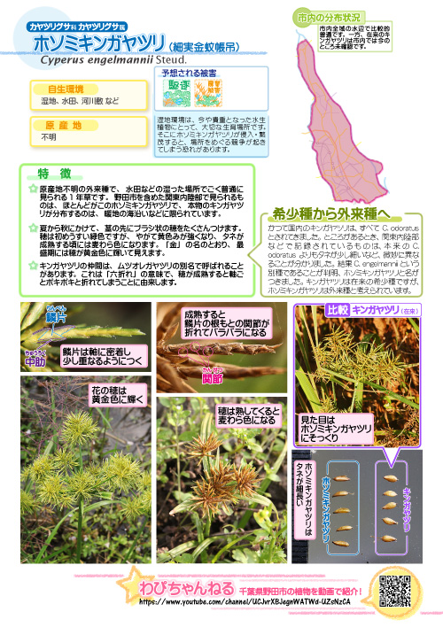 ホソミキンガヤツリの図鑑