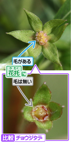 ウスゲチョウジタデの画像その3。花托に／毛がある。／毛は無い。比較・チョウジタデ。