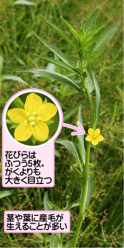 ウスゲチョウジタデの画像その1。花びらはふつう5枚。がくよりも大きく目立つ。茎や葉に産毛が生えることが多い。