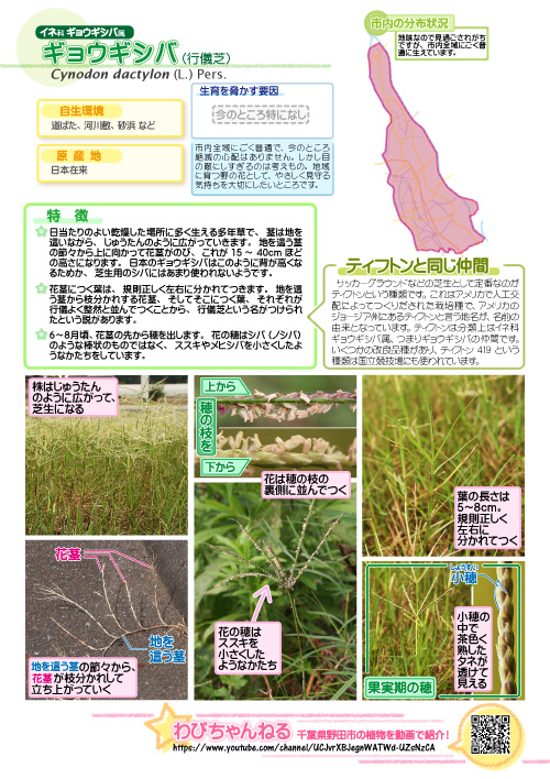 ギョウギシバの図鑑